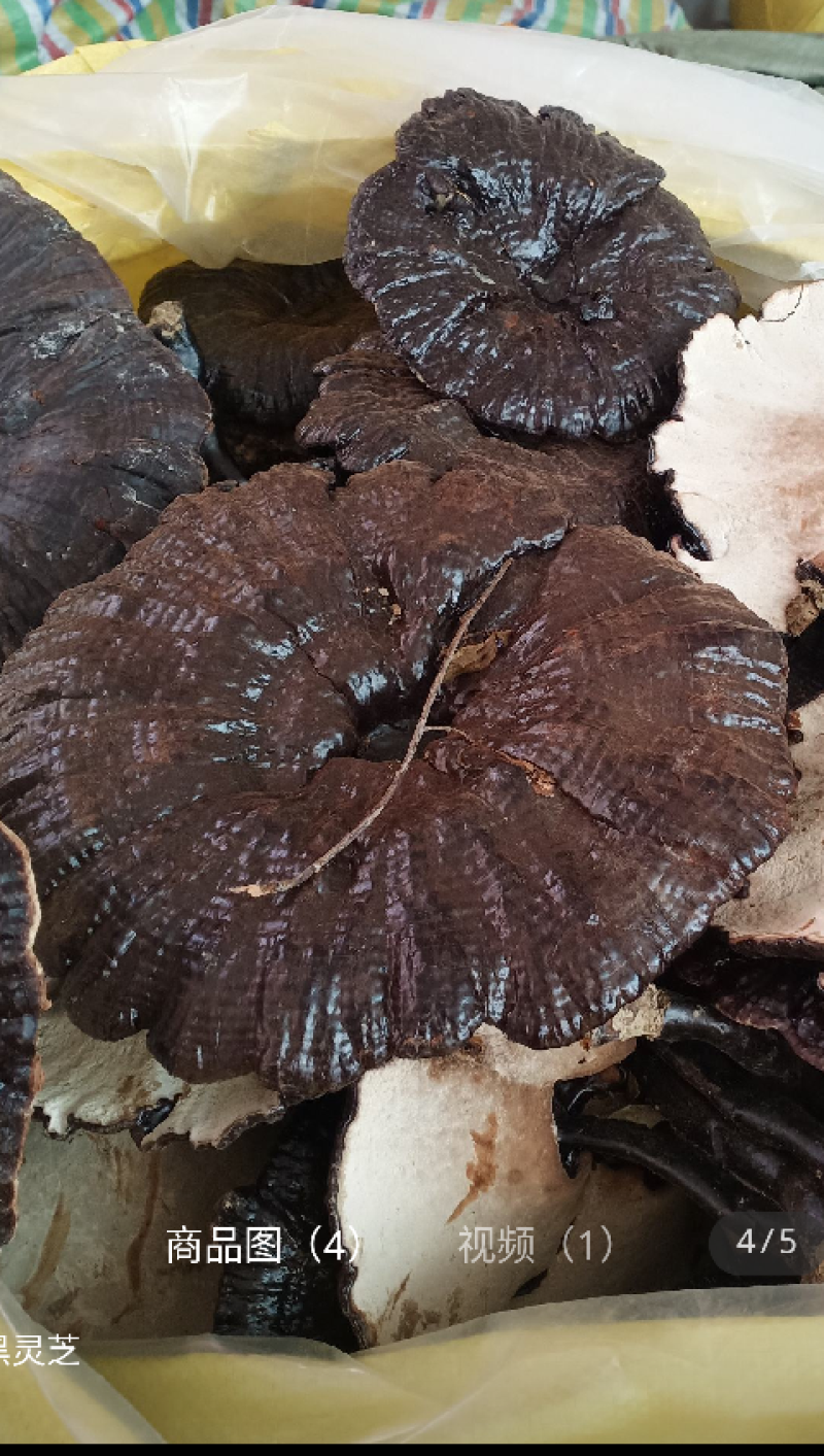 大朵灵芝产地一手货源常年有货量大优惠