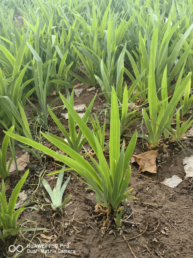 基地育苗射干苗乌扇苗射干大量现货包技术包上车包回收