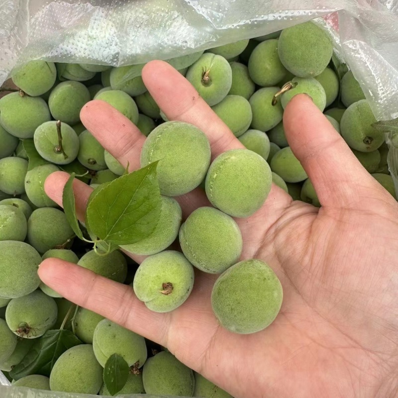 云南青梅大量上市，品质保证，对接市场商超电商一件代发