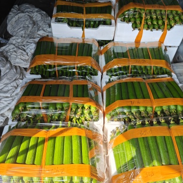 露天精品油皮丝瓜，质量**，诚信至上！