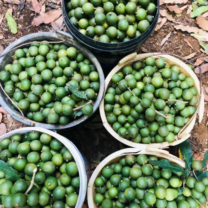 澳洲坚果夏威夷果产区直销休闲零食干货批发支持一件代发