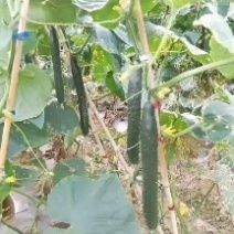 爽爽贵州安顺精品刺黄瓜吃味好耐运输，