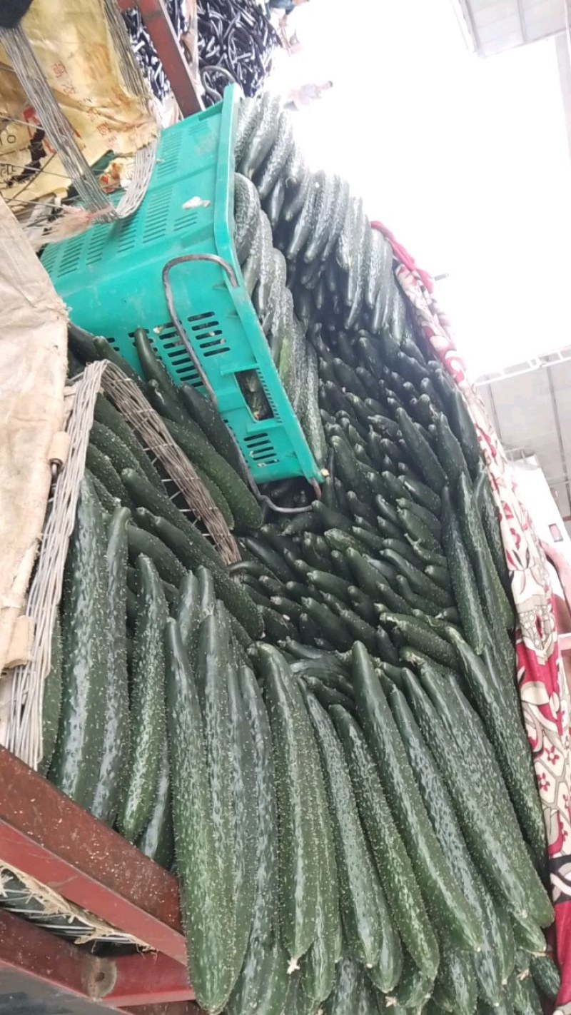 爽爽贵州安顺精品刺黄瓜吃味好耐运输，