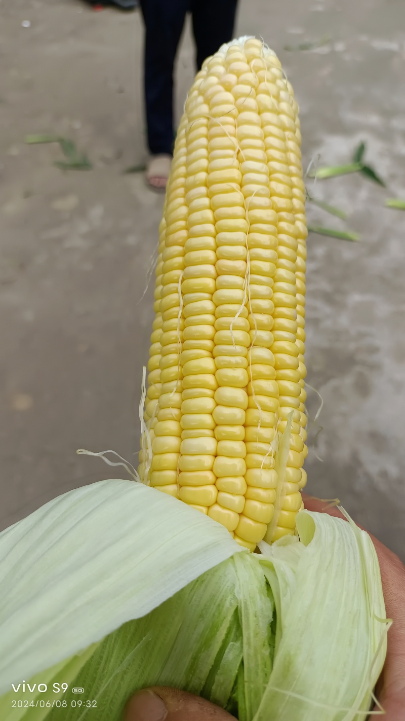 黄甜水果玉米