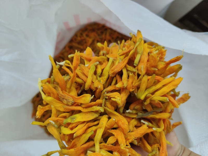 台湾黄花菜