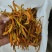台湾黄花菜