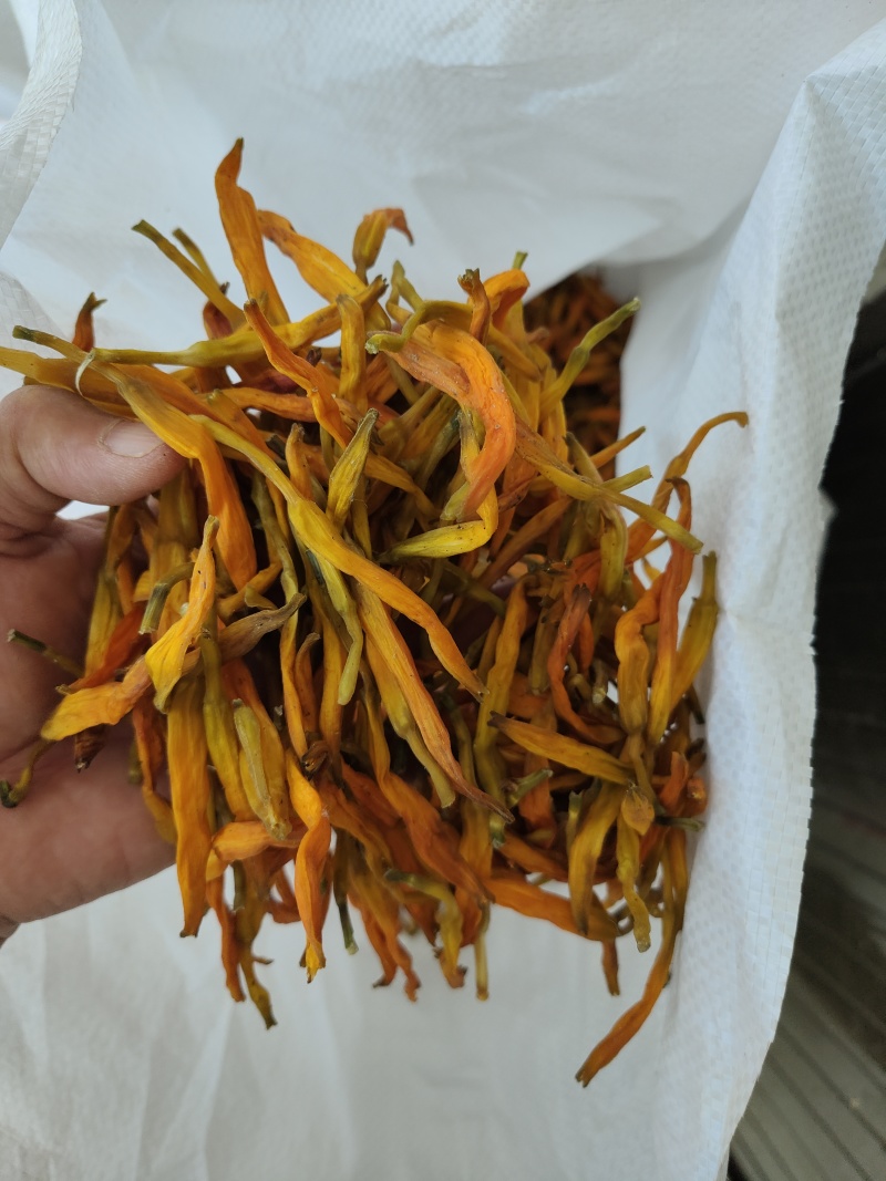 台湾黄花菜