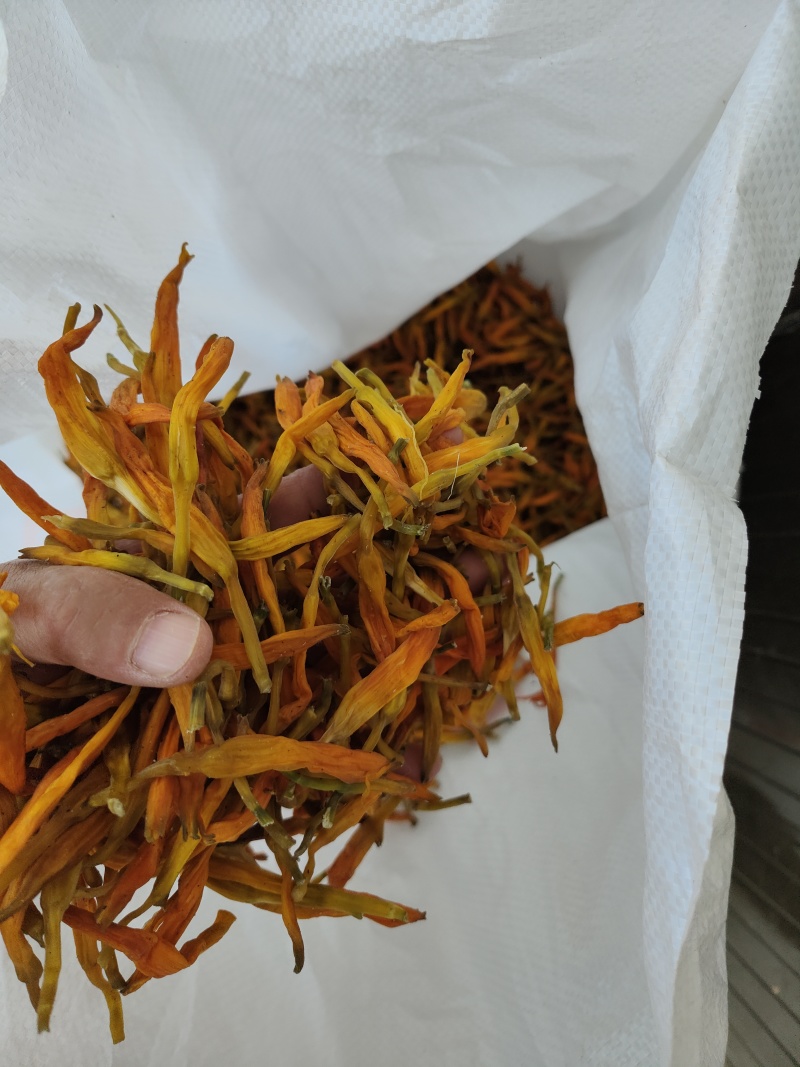 台湾黄花菜