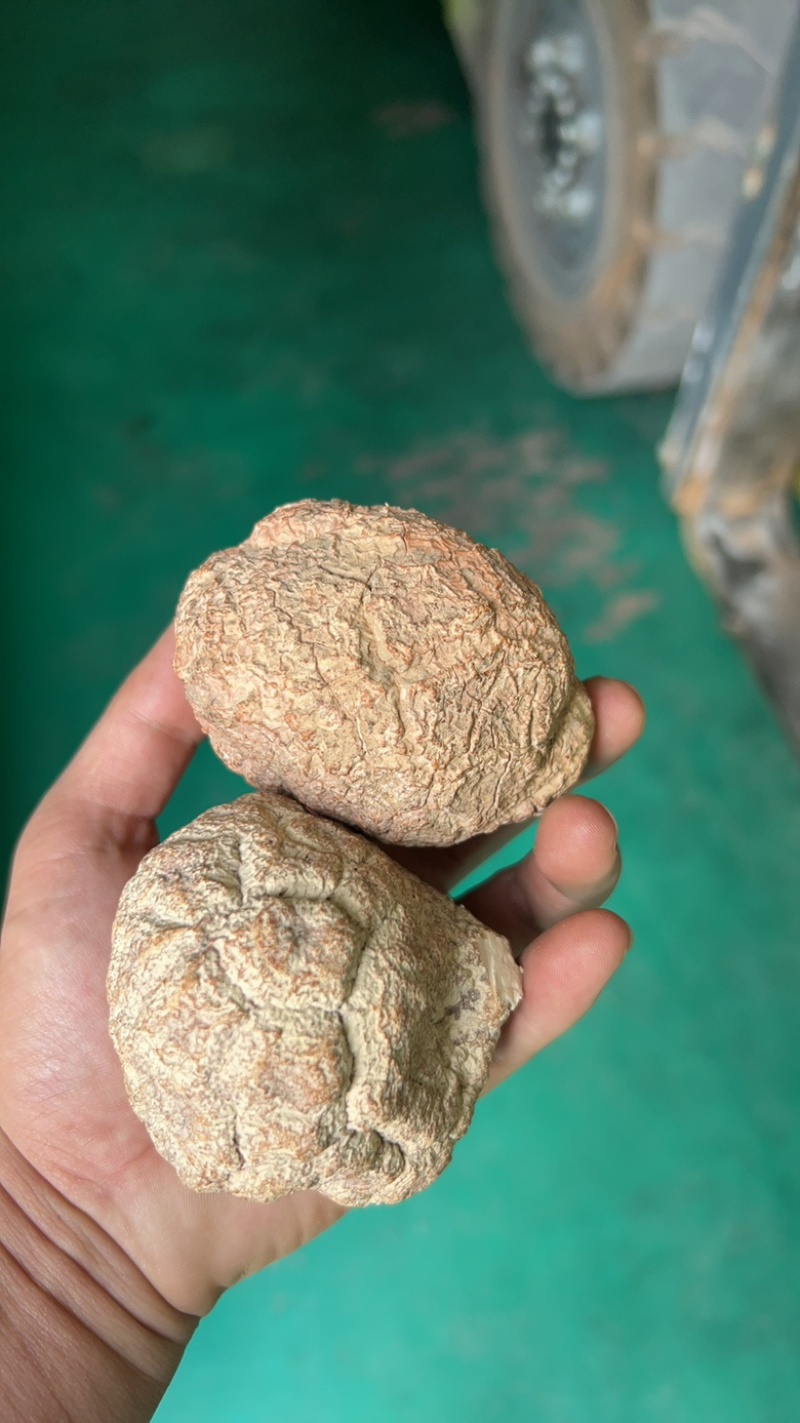 虎乳菌
