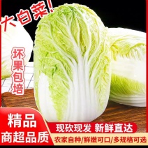 吉林黄心菜，可走市场，可酸菜厂，无虫道全国批发量大从优