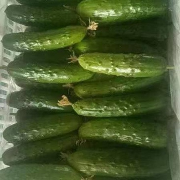 天津旱黄瓜