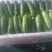天津旱黄瓜