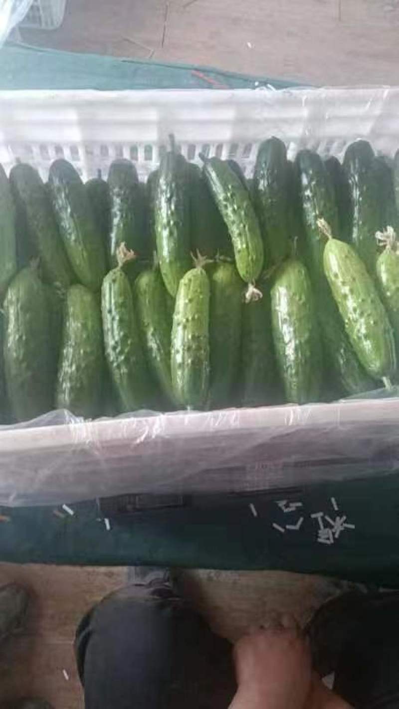 天津旱黄瓜