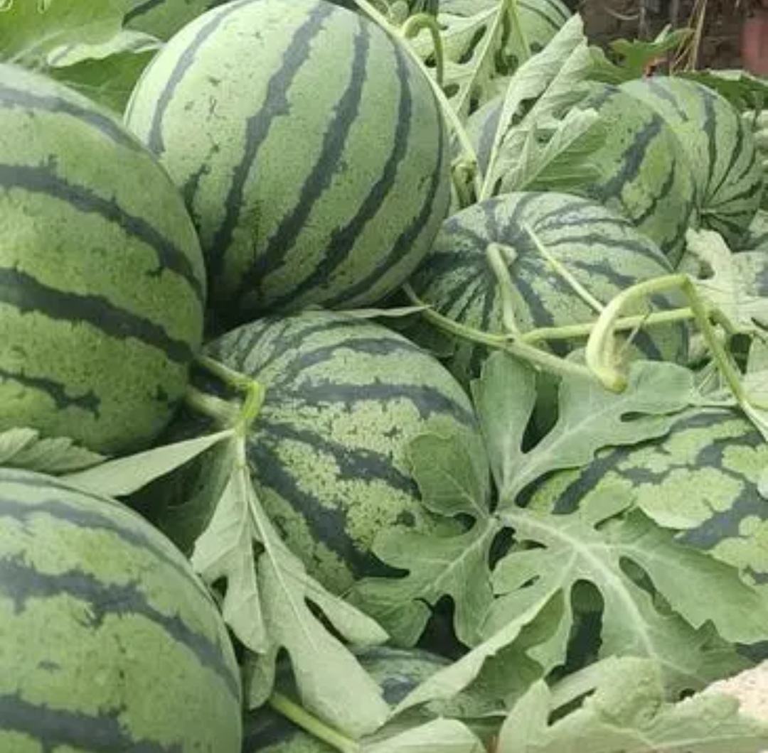 优质甜王西瓜挑选技巧图