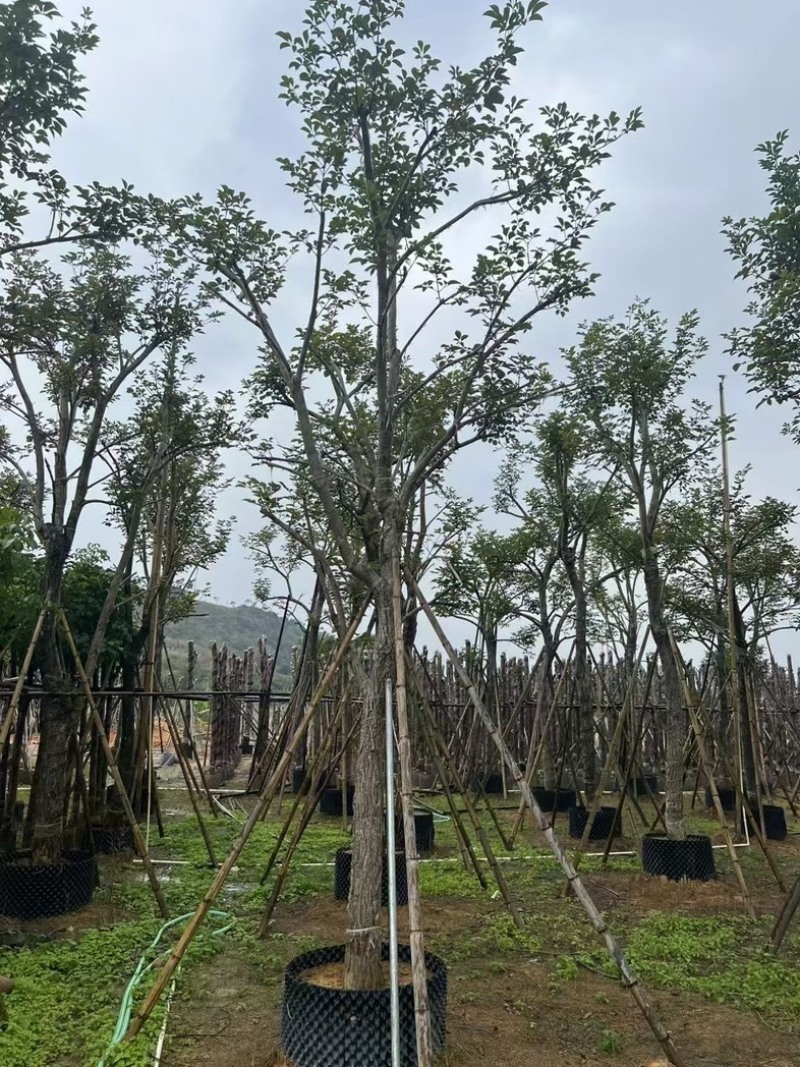 少花黄花风铃木15～18公分骨架基地直销规格齐全