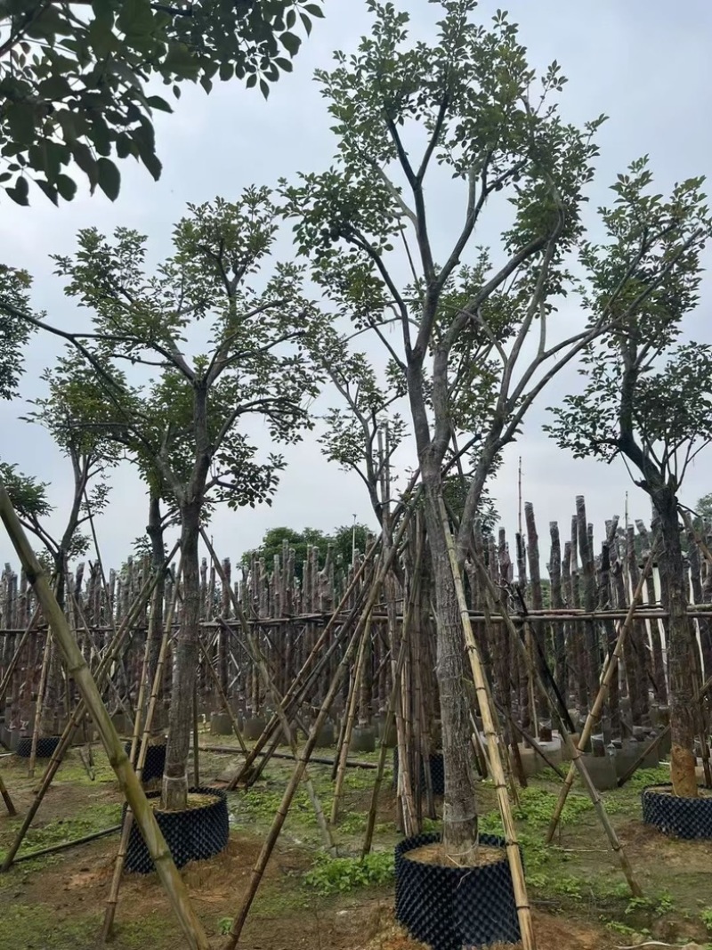 少花黄花风铃木15～18公分骨架基地直销规格齐全