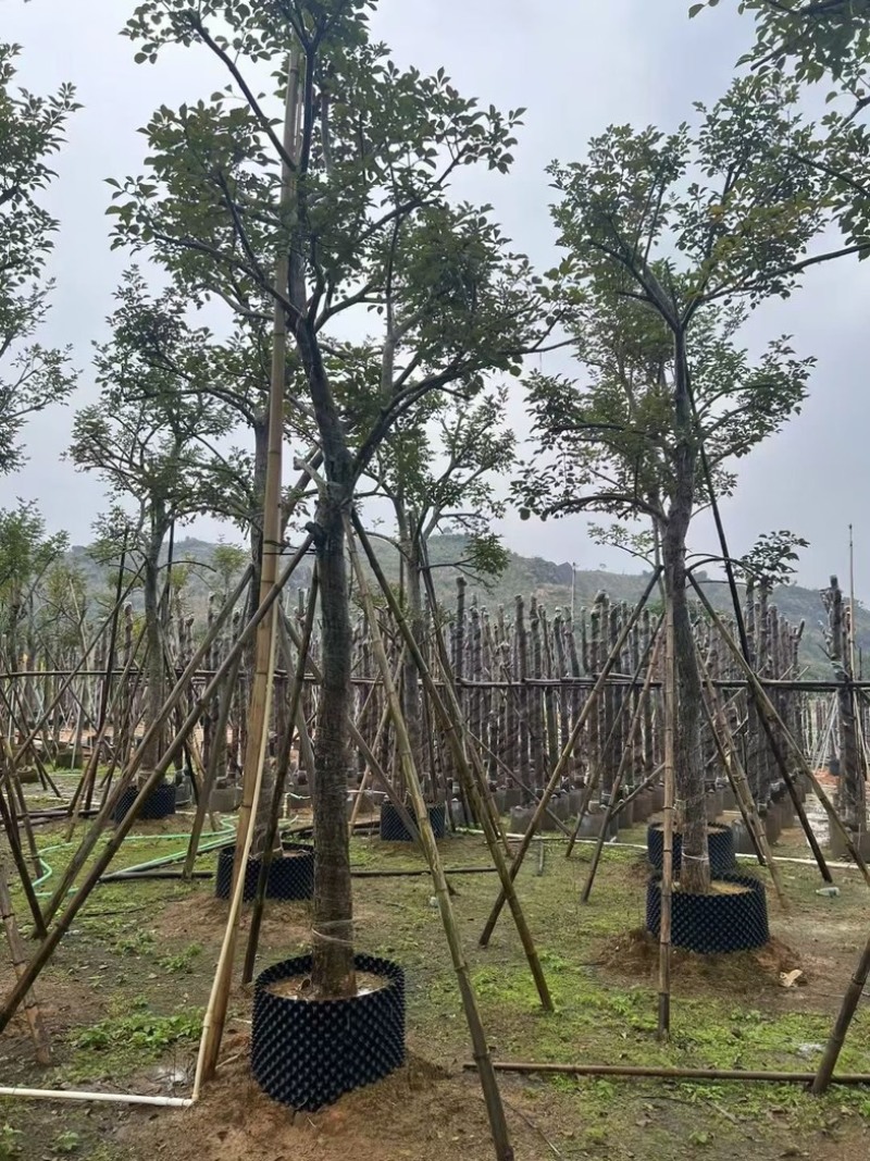 少花黄花风铃木15～18公分骨架基地直销规格齐全
