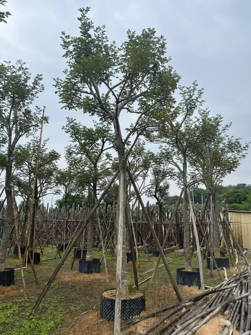 少花黄花风铃木15～18公分骨架基地直销规格齐全