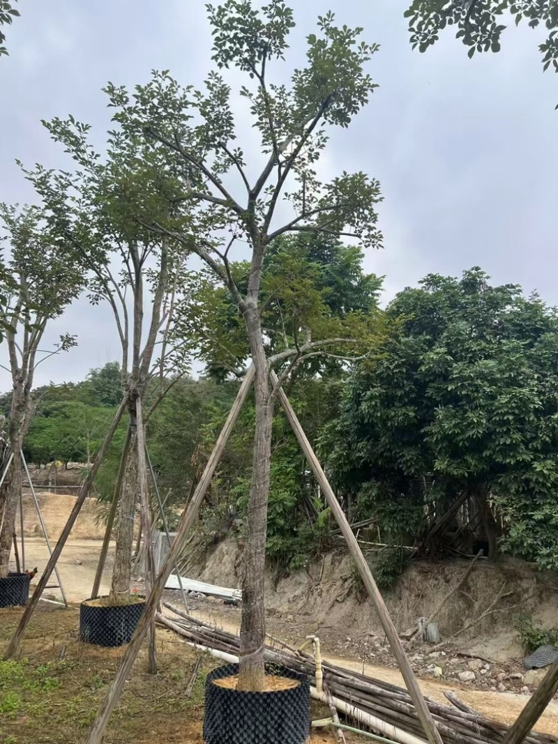 少花黄花风铃木15～18公分骨架基地直销规格齐全