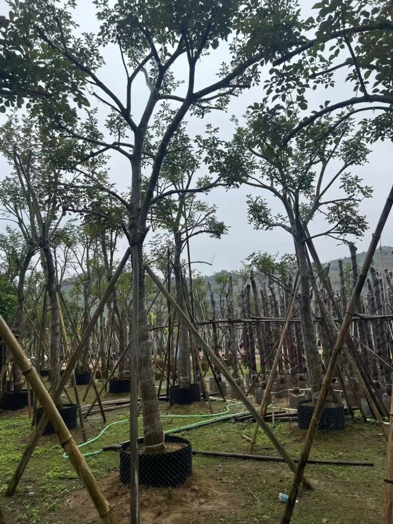 少花黄花风铃木15～18公分骨架基地直销规格齐全