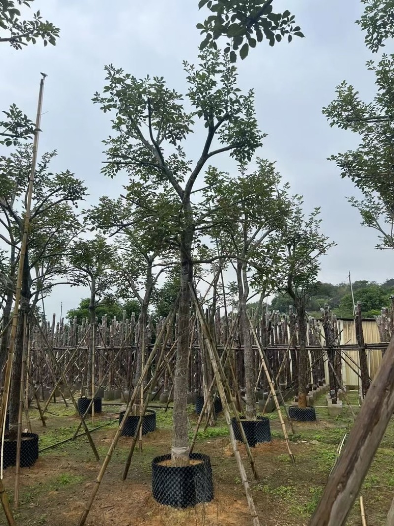 少花黄花风铃木15～18公分骨架基地直销规格齐全