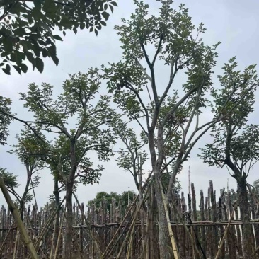 少花黄花风铃木15～18公分骨架基地直销规格齐全