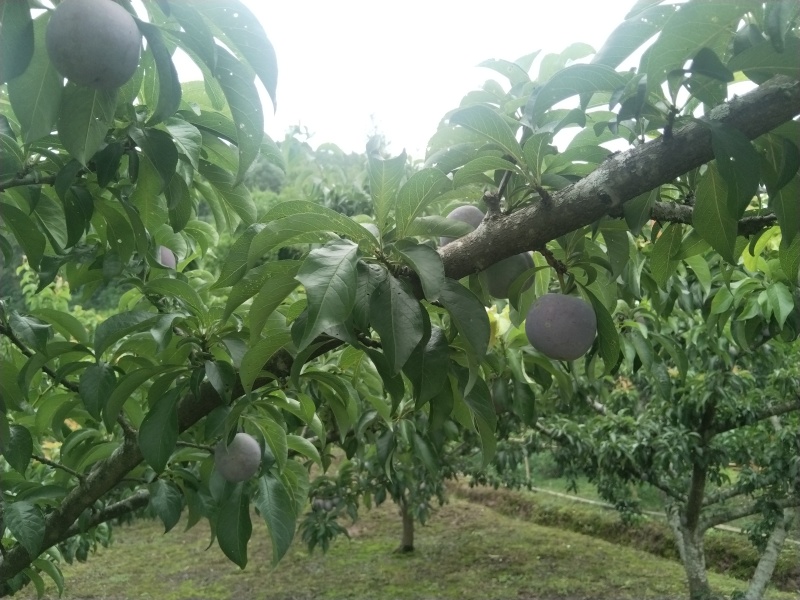 大量有货，正是上市季节