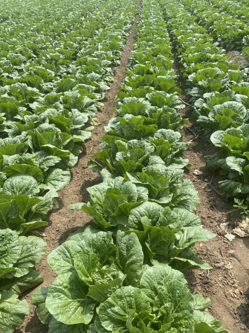 玲珑黄白菜456规格没有毛病
