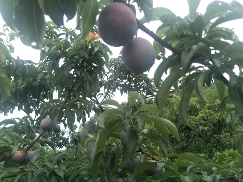 大量有货，正是上市季节