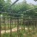 截杆/骨架苗大叶紫薇5～15公分基地直销规格齐全