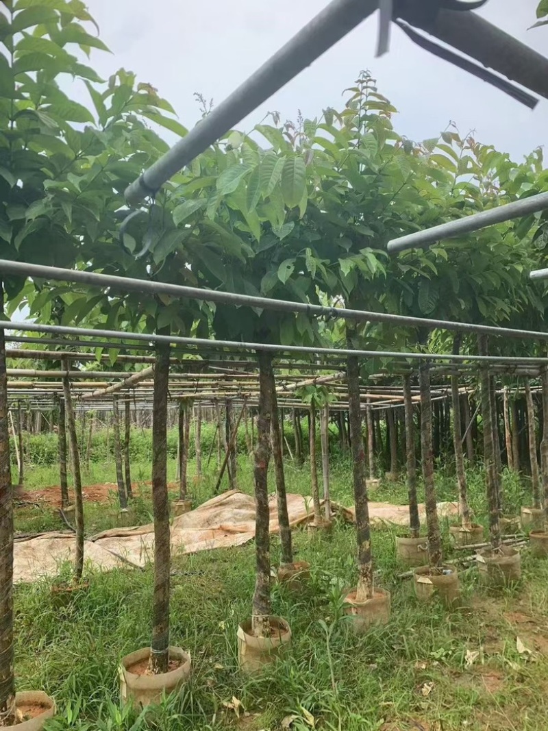 截杆/骨架苗大叶紫薇5～15公分基地直销规格齐全
