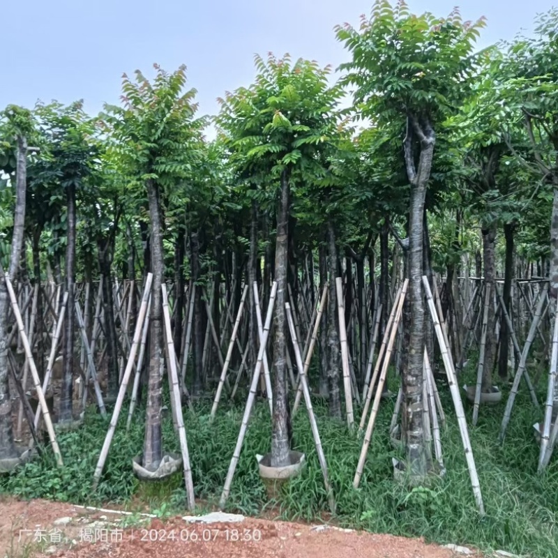 截杆/骨架苗大叶紫薇5～15公分基地直销规格齐全