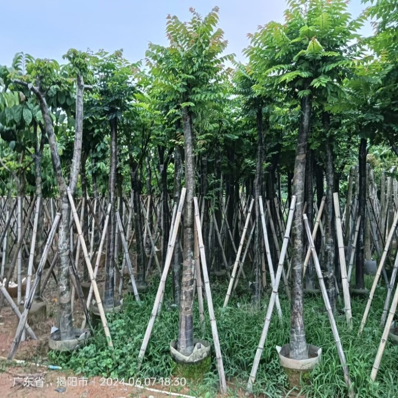 截杆/骨架苗大叶紫薇5～15公分基地直销规格齐全