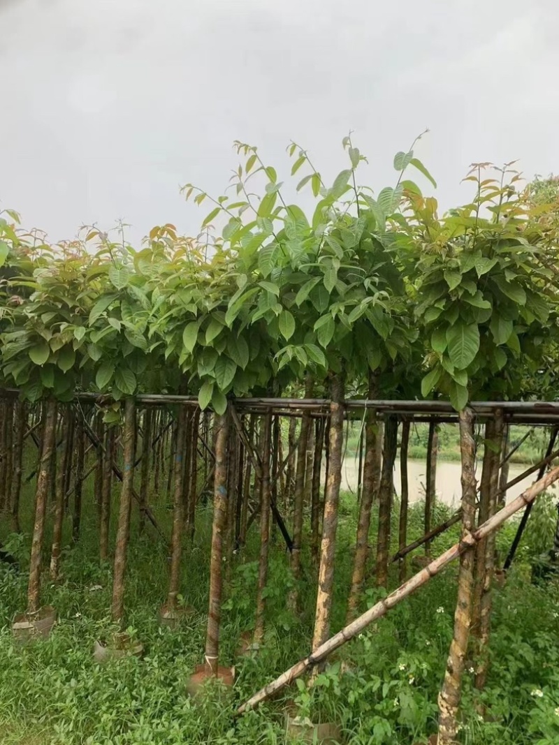 截杆/骨架苗大叶紫薇5～15公分基地直销规格齐全