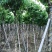 截杆/骨架苗大叶紫薇5～15公分基地直销规格齐全