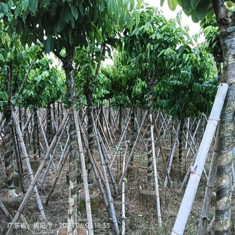 截杆/骨架苗大叶紫薇5～15公分基地直销规格齐全