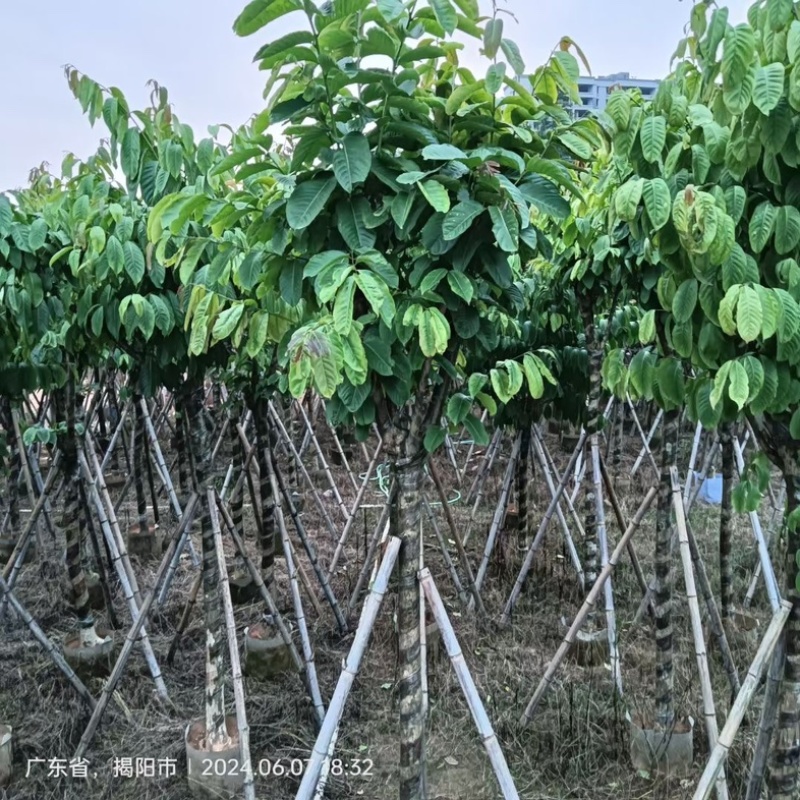 截杆/骨架苗大叶紫薇5～15公分基地直销规格齐全