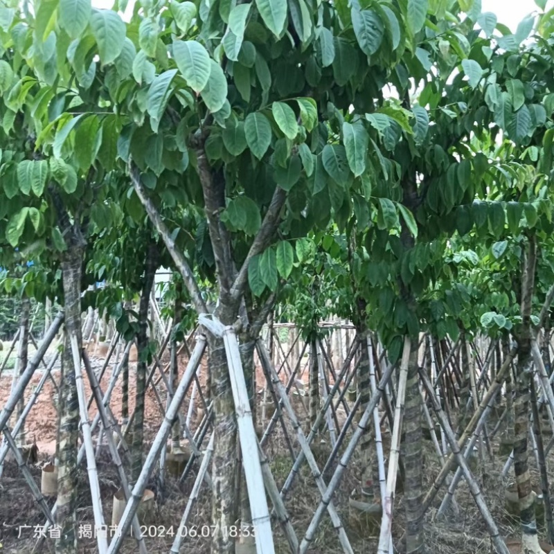 截杆/骨架苗大叶紫薇5～15公分基地直销规格齐全