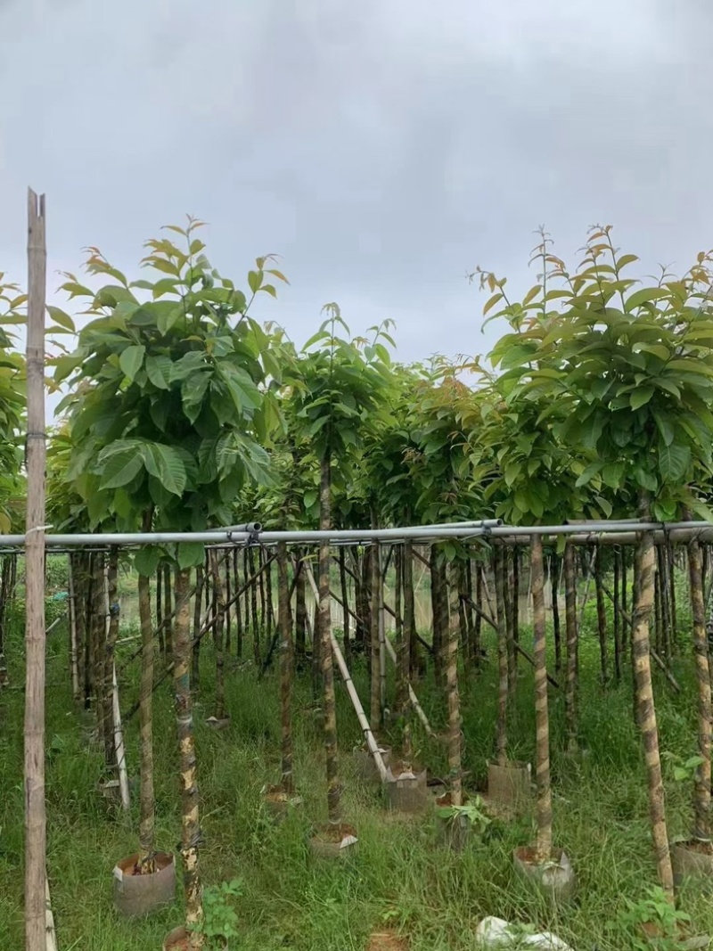 截杆/骨架苗大叶紫薇5～15公分基地直销规格齐全