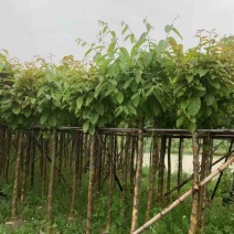截杆/骨架苗大叶紫薇5～15公分基地直销规格齐全
