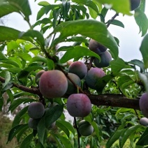 大量有货，正是上市季节