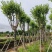 宫粉紫荆5～18公分基地直销规格齐全欢迎老板来电咨询