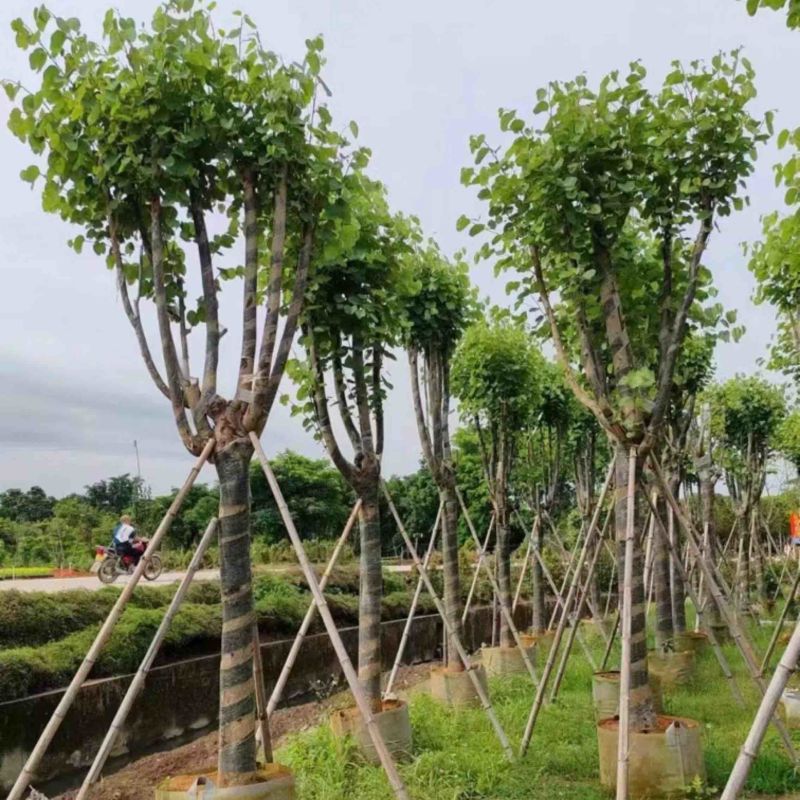 宫粉紫荆5～18公分基地直销规格齐全欢迎老板来电咨询