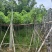 腊肠树2～15公分基地直销规格齐全欢迎老板来电咨询