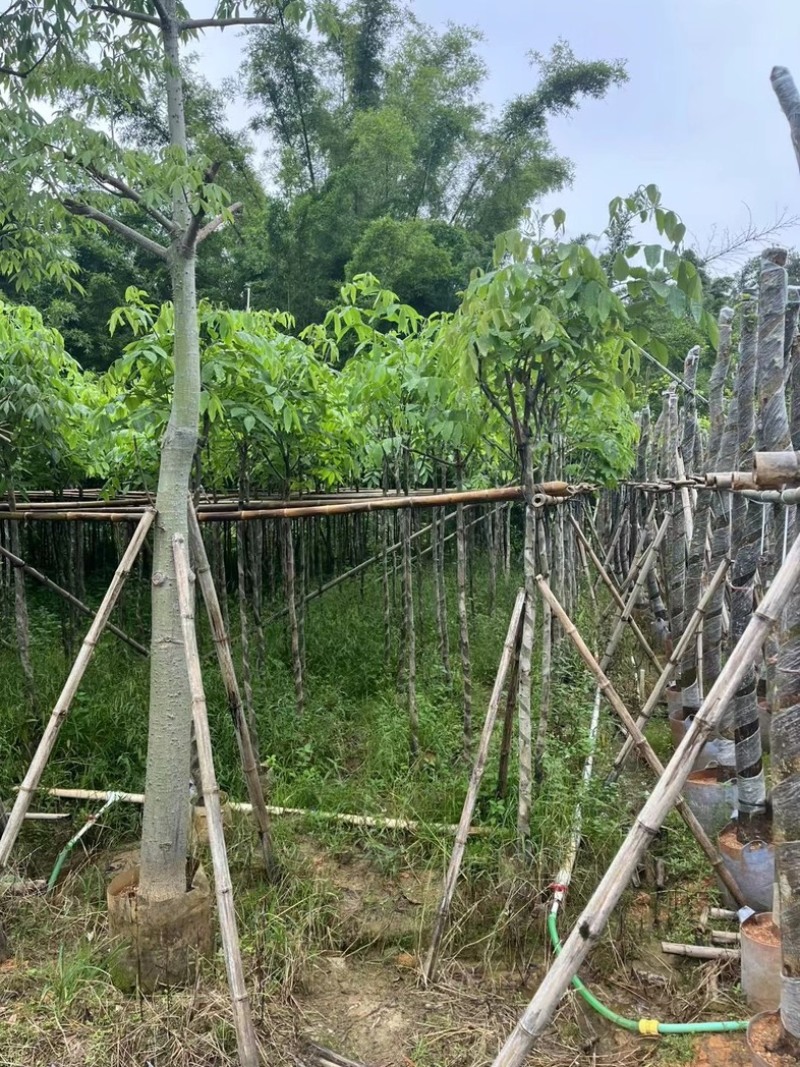 腊肠树2～15公分基地直销规格齐全欢迎老板来电咨询