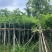 腊肠树2～15公分基地直销规格齐全欢迎老板来电咨询