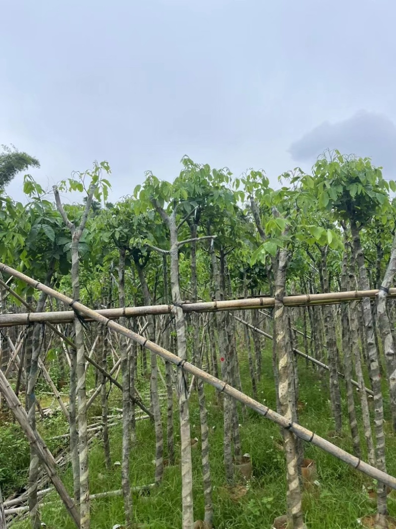腊肠树2～15公分基地直销规格齐全欢迎老板来电咨询