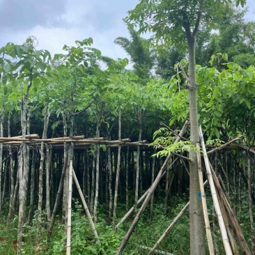 腊肠树2～15公分基地直销规格齐全欢迎老板来电咨询
