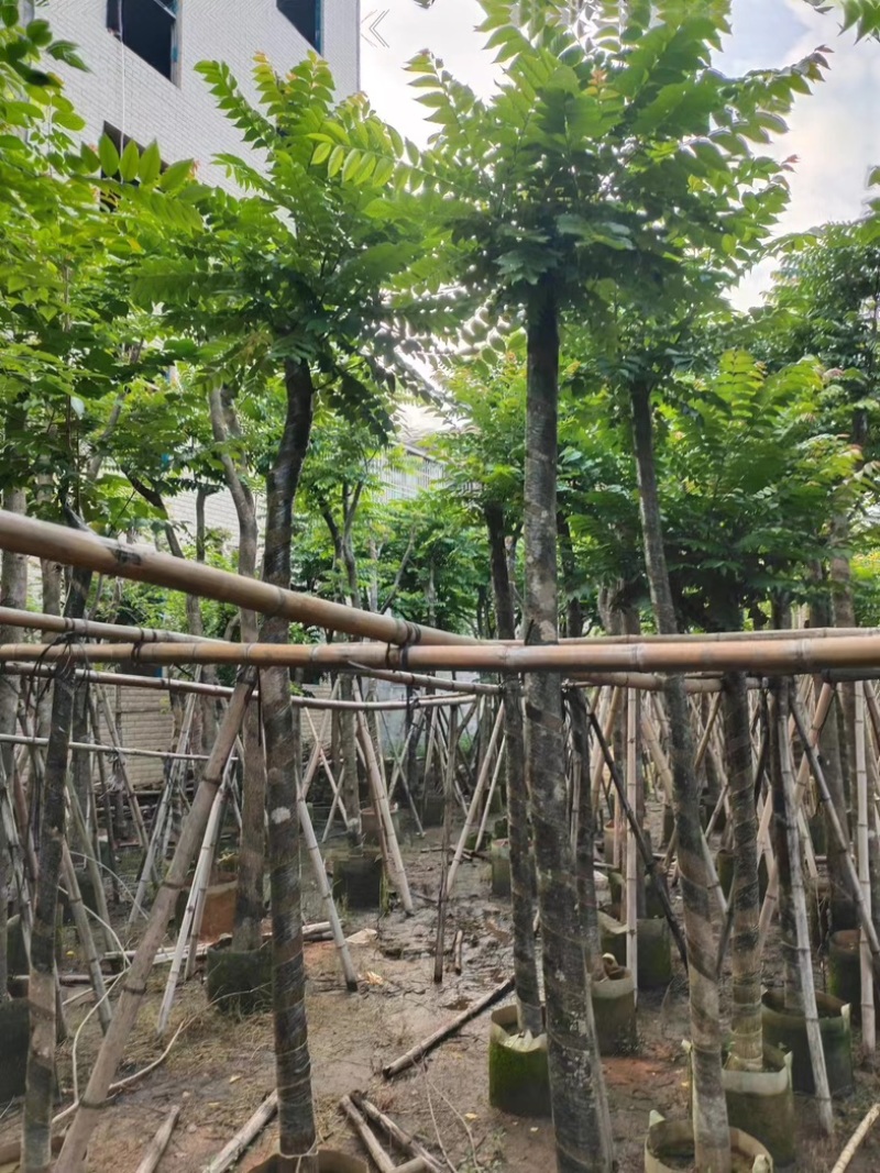 麻楝树8～15公分基地直销规格齐全欢迎老板来电咨询