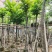 麻楝树8～15公分基地直销规格齐全欢迎老板来电咨询
